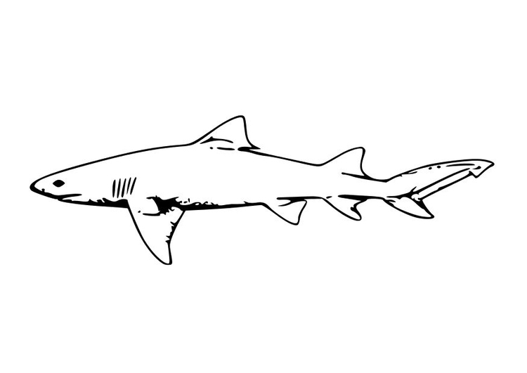 Målarbild haj
