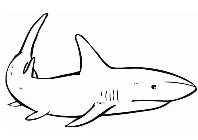 Målarbild haj
