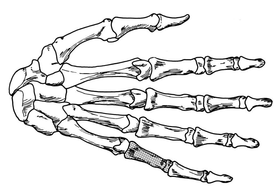 Målarbild hand - skelett