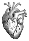 F�rgl�ggningsbilder hjärta