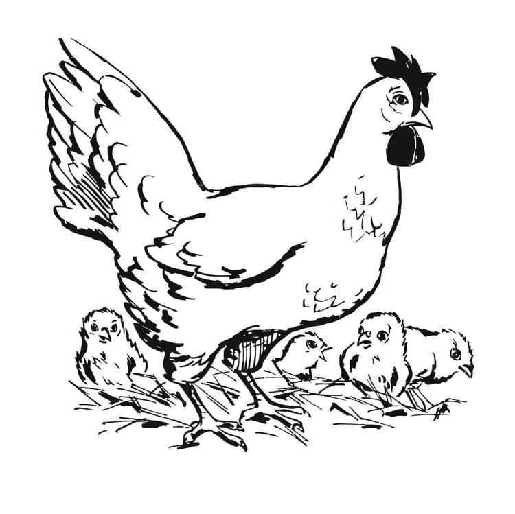 Målarbild hÃ¶na med kycklingar