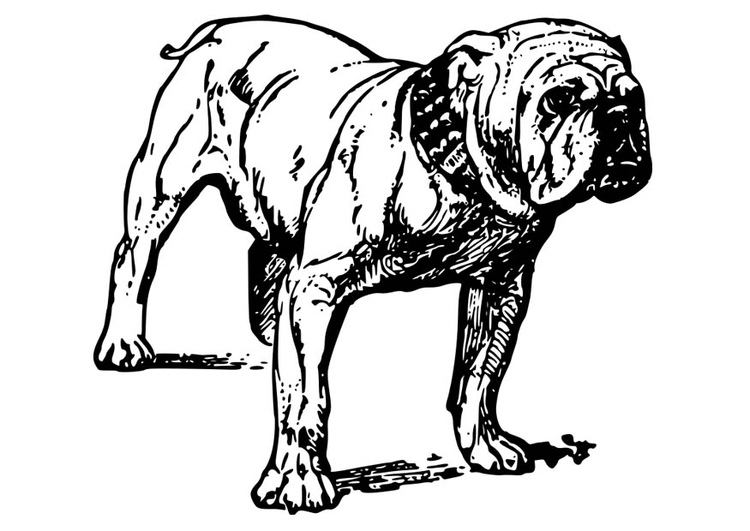 Målarbild hund - bulldog