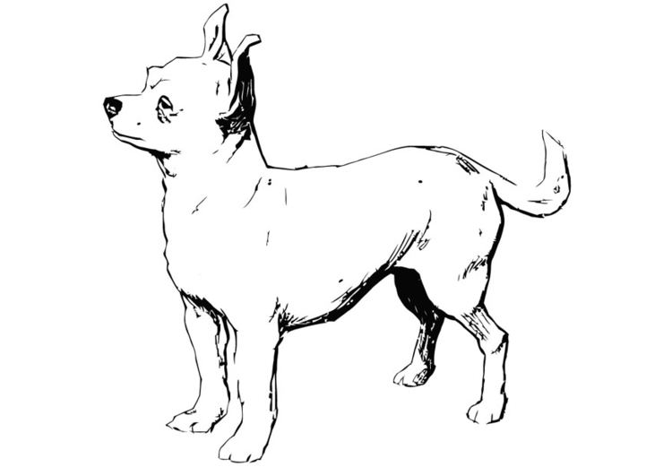 Målarbild hund - chihuahua