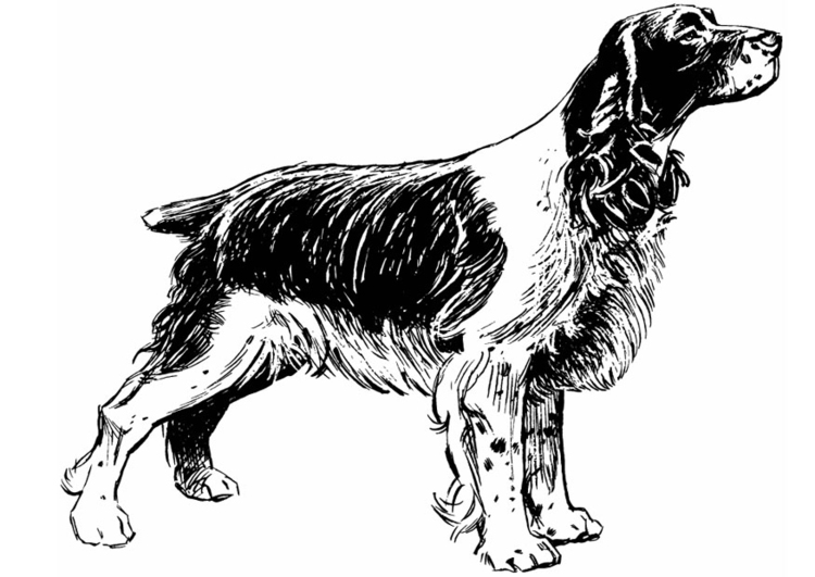 Målarbild Hund - cockerspaniel