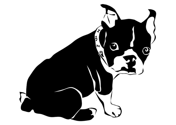 Målarbild hund - fransk bulldog