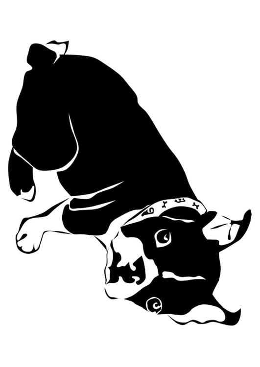 hund - fransk bulldog