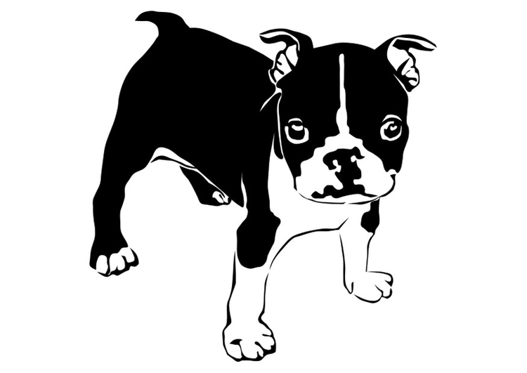 Målarbild hund- Fransk Bulldon