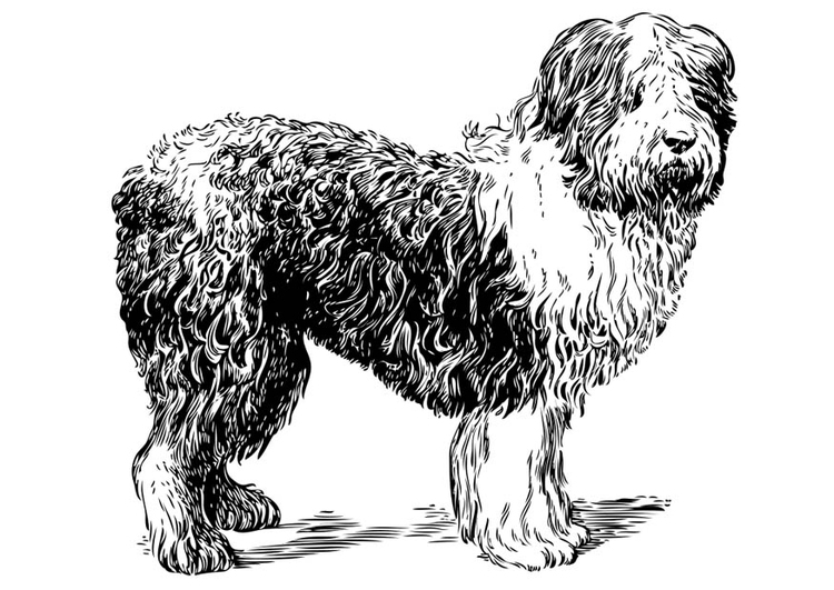 Målarbild hund - polsk fÃ¥rhund
