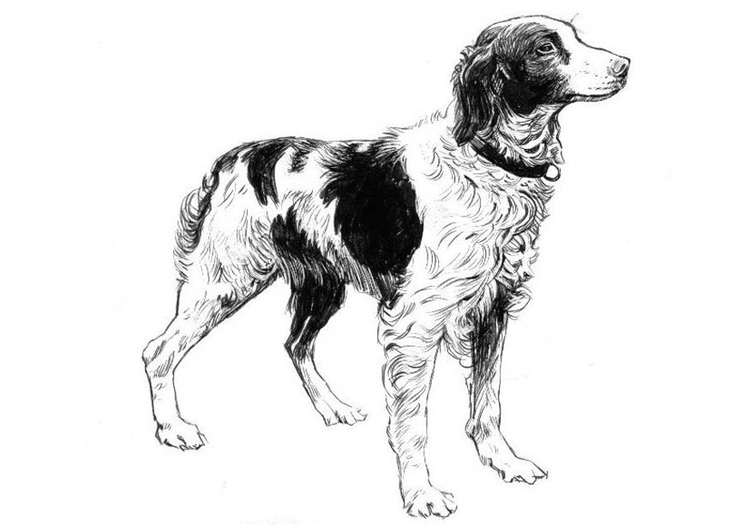 Målarbild hund - Spaniel