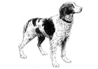 F�rgl�ggningsbilder hund - Spaniel