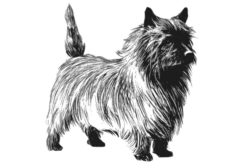 Målarbild hund - Terrier