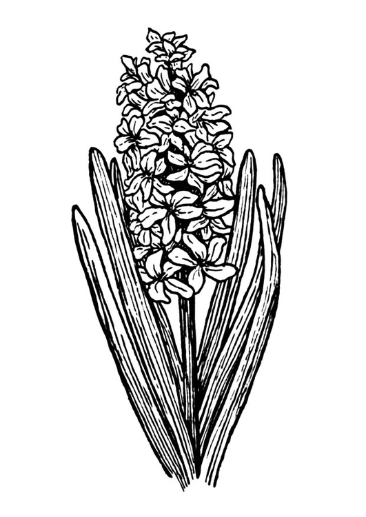 Målarbild hyacinth