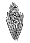 F�rgl�ggningsbilder hyacinth