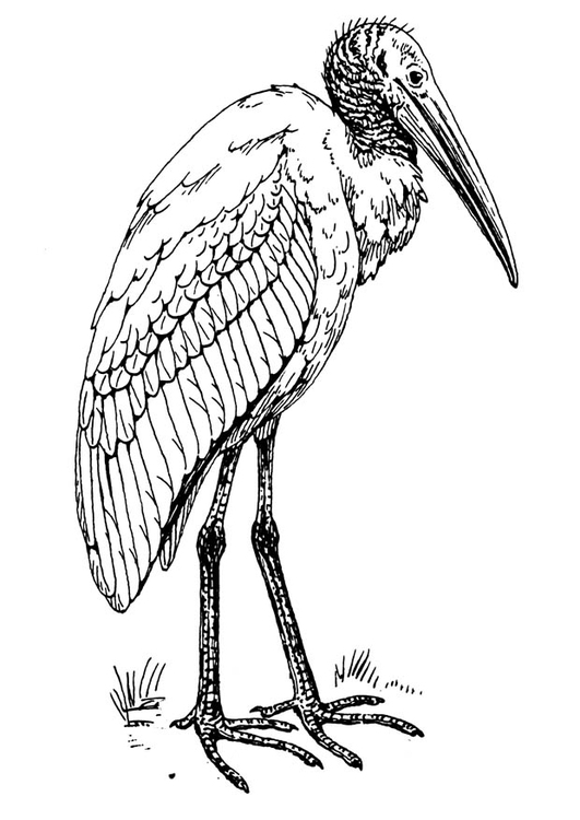 Målarbild ibis