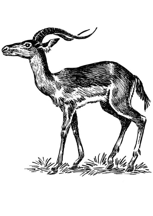 Målarbild impala