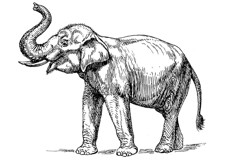 Målarbild indisk elefant
