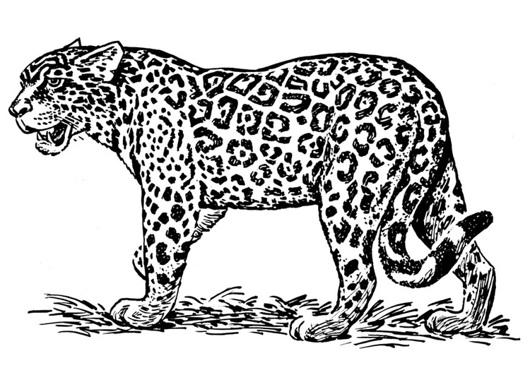 Målarbild jaguar