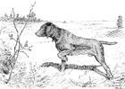 Målarbild jakthund