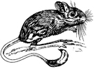 Målarbild jerboa - hoppande mus