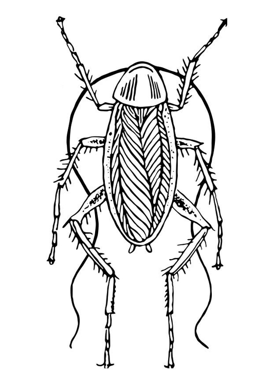 Målarbild kackerlacka
