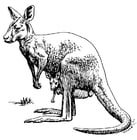 känguru