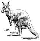känguru