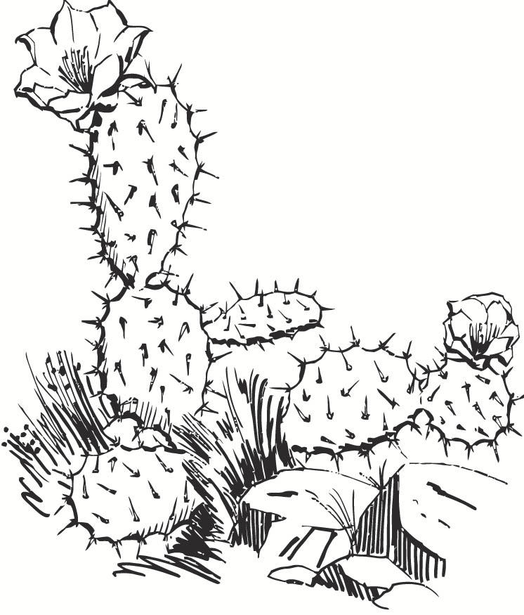 Målarbild kaktus
