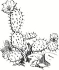 F�rgl�ggningsbilder kaktus