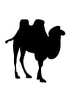 F�rgl�ggningsbilder kamel