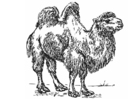 Målarbild kamel