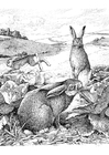 F�rgl�ggningsbilder kaniner
