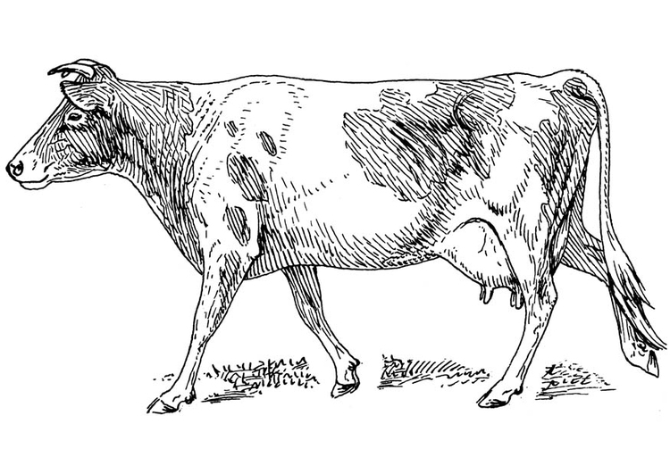 Målarbild ko