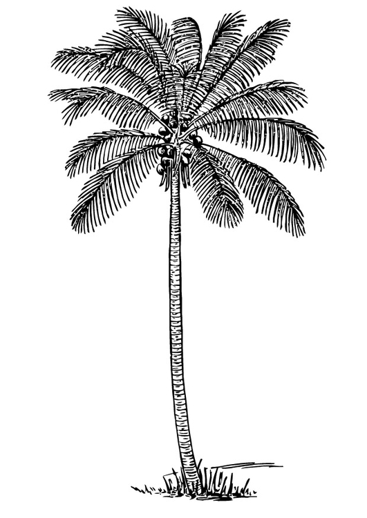 Målarbild kokospalm