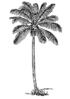 malarbild kokospalm