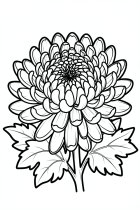 krysantemum
