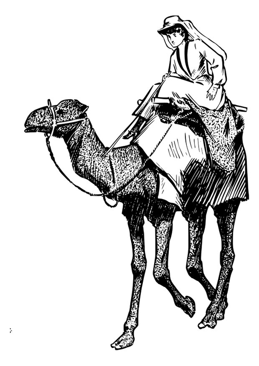 Målarbild kvinna pÃ¥ en kamel