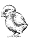F�rgl�ggningsbilder kyckling