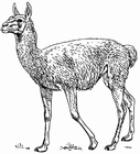 Målarbild lama
