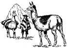 Målarbild lama
