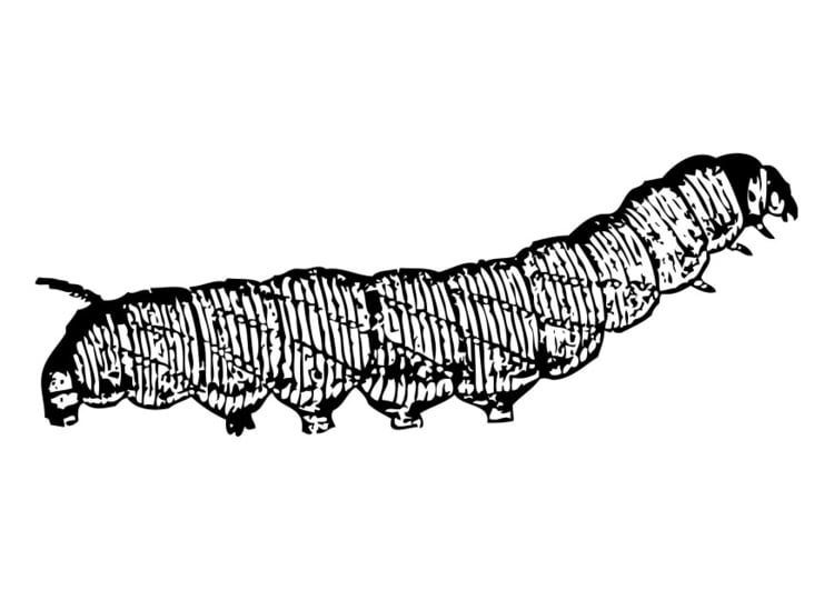 Målarbild larv