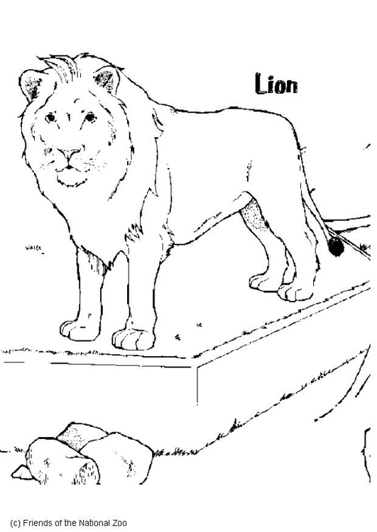 Målarbild Lejon