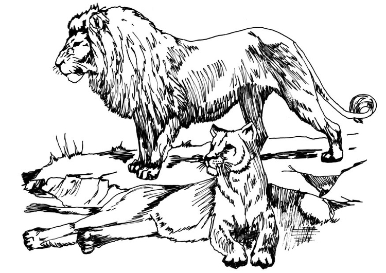Målarbild lejonhanne och lejonhona
