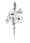 malarbild lilja