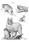 malarbild lodjur