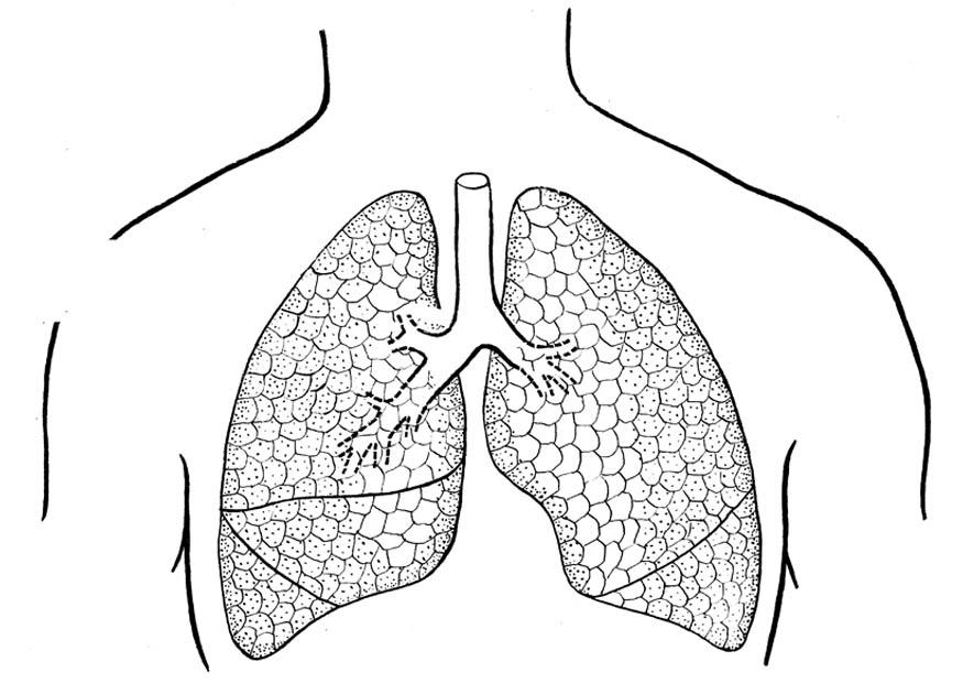 Målarbild lungor