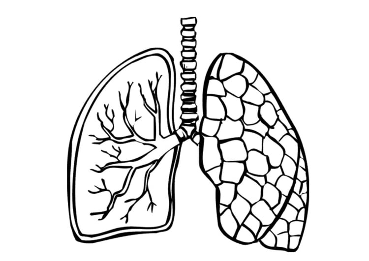 Målarbild lungor