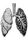 F�rgl�ggningsbilder lungor