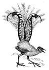 lyrfågel