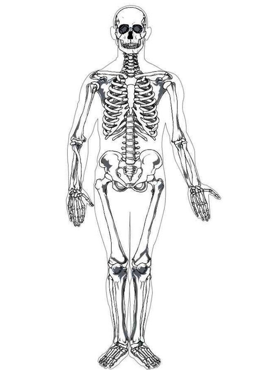 Målarbild mÃ¤nniskoskelett