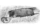 malarbild mullvad